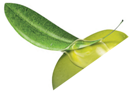 مساج الطائف